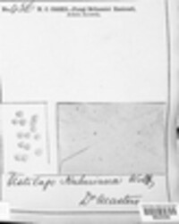 Ustilago kuhneana image